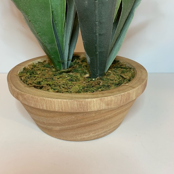Threshold Staghorn Fern In Pot - Picture 4 of 5